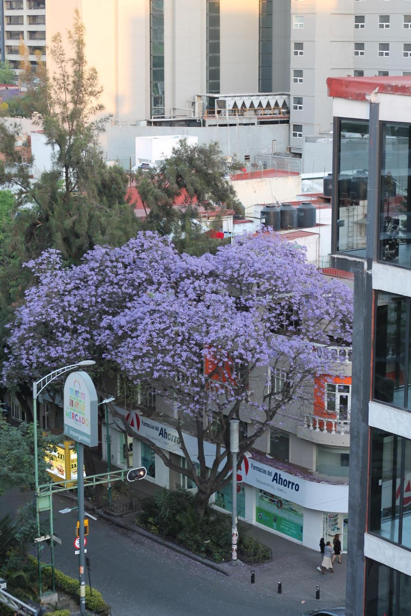 Triver Coliving Mexico Extérieur photo